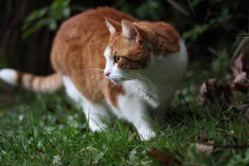 Ginger and White British Shorthair Cat