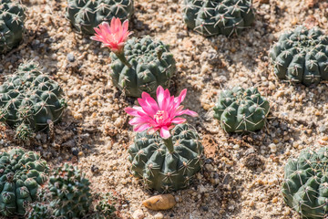 Natural background cactus close up