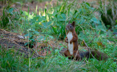 Obraz premium The red squirrel or Eurasian red squirrel (Sciurus vulgaris) is a species of tree squirrel in the genus Sciurus common throughout Eurasia.