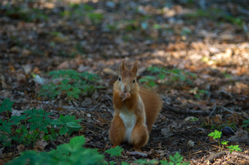 The red squirrel or Eurasian red squirrel (Sciurus vulgaris) is a species of tree squirrel in the...