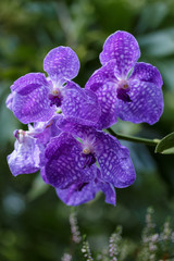 Flowering large violet orchid of the genus Vanda in the garden.