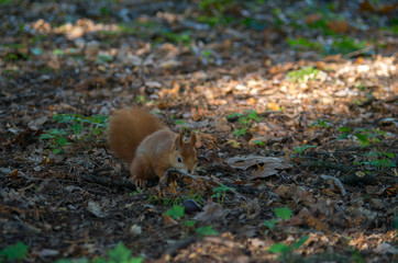 The red squirrel or Eurasian red squirrel (Sciurus vulgaris) is a species of tree squirrel in the...