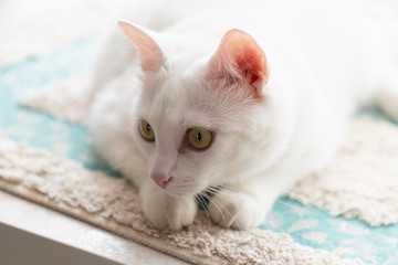White cat with amber eyes looking down