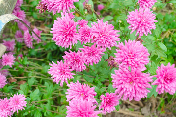 Obraz premium Pink chrysanthemum blooms among green foliage in the garden