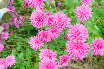 Pink chrysanthemum blooms among green foliage in the garden