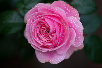 Rose flower after rain in the garden