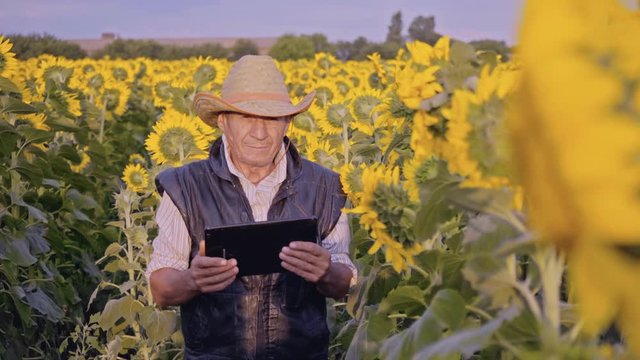 A senior farmer photographs sunflowers and sunflower seeds on a tablet for analysis. Businessman with tablet analyzes the harvest of sunflower. Modern technologies in the agricultural business.