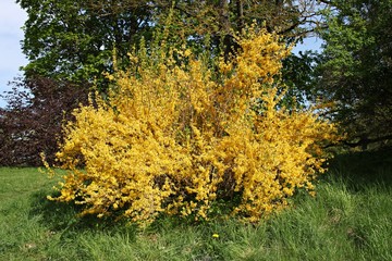 Forsythia shrub blooming with many beautiful little bright yellow flowers spring time