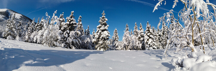 Panoramic Landscape of trees covered in snow during a sunny day and clear blue sky
