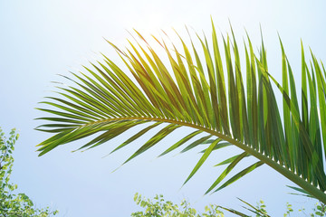 green palm Trees Against Sky