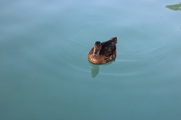 ente see wasser fischer