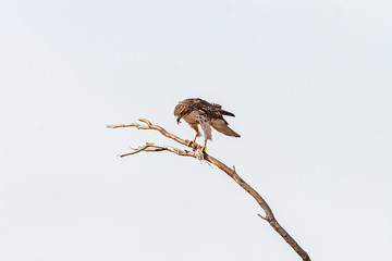  Northern Harrier against white sky eating field mouse 1-6-08