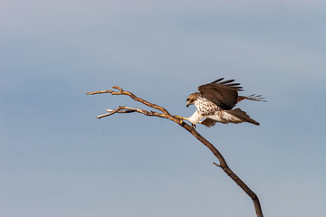 Northern Harrier against blue sky landing on branch 1-6-08