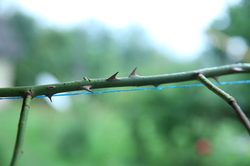 stem of rose bush with thorns . part of the stem roses with thorns . prickly branche of a rose bush close up growing in the garden on a blurred background. Rose branch with thorns .
