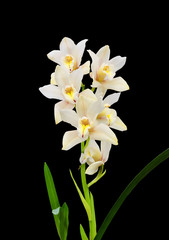 Naklejka na ściany i meble Cymbidium orchid with white flowers isolated on black background.