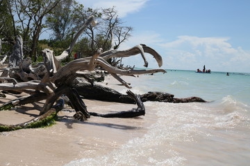 Fototapeta premium Adrift