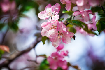 Blooming apple tree branch, white and pink flowers bunch, fresh green leaves on blurred bokeh background close up, beautiful spring cherry blossom, red sakura flowers in bloom macro, springtime garden