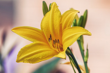 Obraz premium detail of lilium in a garden