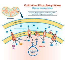 Oxidative phosphorylation vector illustration. Labeled metabolism scheme. - obrazy, fototapety, plakaty