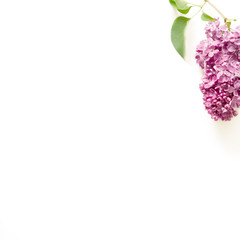 Lilac flowers on white background. Spring flowers. Top view, flat lay, copy space. - Image