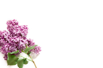 Lilac flowers on white background. Spring flowers. Top view, flat lay, copy space. - Image