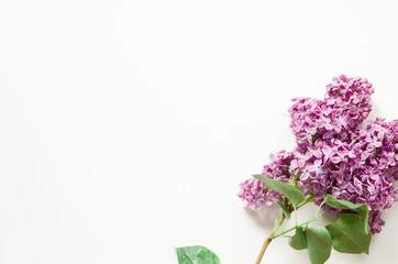 Lilac flowers on white background. Spring flowers. Top view, flat lay, copy space. - Image