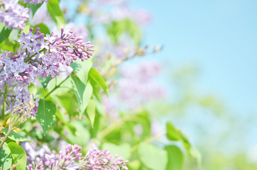 Purple lilac flowers spring blossom background. - Image