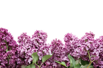 Obraz premium Lilac flowers on white background. Spring flowers. Top view, flat lay, copy space. - Image