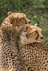 Two beautiful Cheetah's at Chester Zoo