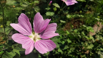 pink flowers in the garden