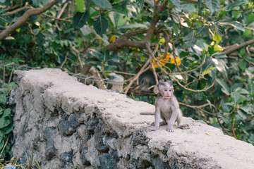 Bali - Baby Affe Babyaffe auf Mauer im Dschungel
