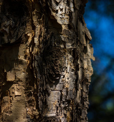 Paper bark Tree bark of a thorn tree in Africa