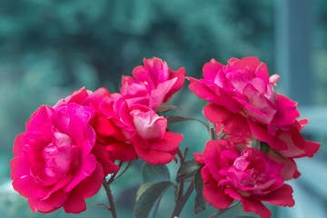 Fototapeta premium Beautiful pink roses flowers in garden close up. Tinted effect