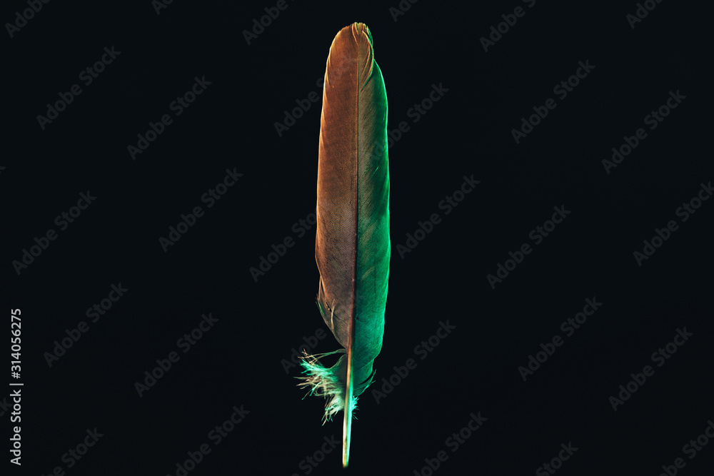 Poster Beautiful gray Bird feather with color light pattern for design texture. Isolated on Black Background