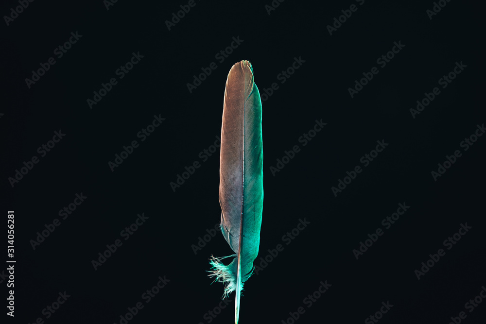 Poster Beautiful gray Bird feather with color light pattern for design texture. Isolated on Black Background