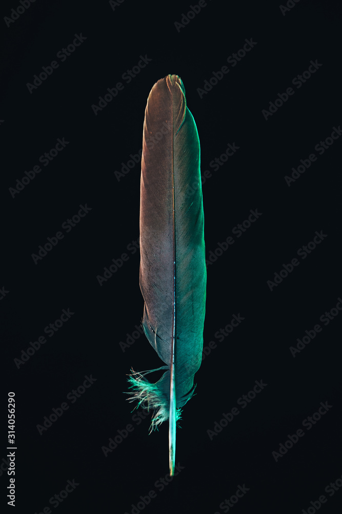Poster Beautiful gray Bird feather with color light pattern for design texture. Isolated on Black Background