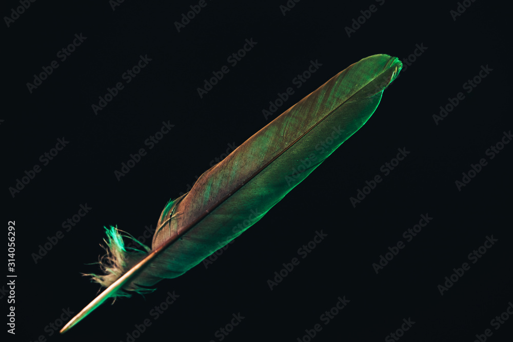 Poster Beautiful gray Bird feather with color light pattern for design texture. Isolated on Black Background
