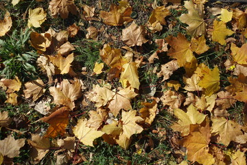 Amber yellow fallen leaves of maple on green grass from above