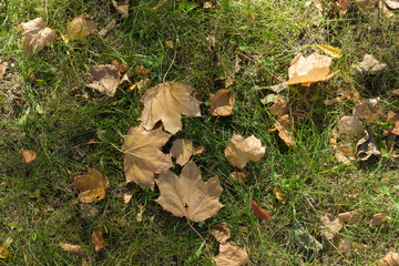 Beige fallen leaves of maple on green grass in autumn