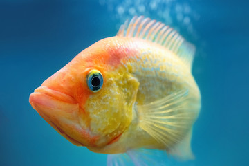 Aquarium fish in deep blue water
