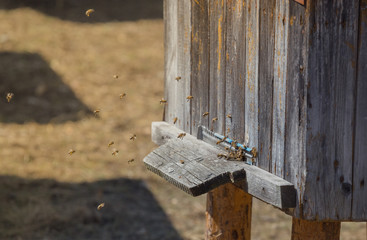 Swarm of bees working in the hive. Wild nature group insect. Bee houses Western part of Ukraine.
