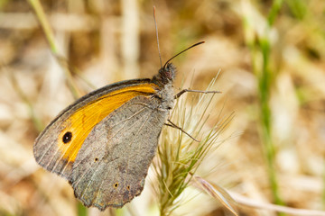brown butterfly on unfocused background