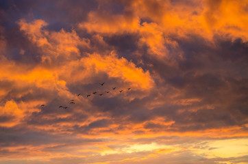 Vibrant orange dramatic cumulus clouds at sunset with birds