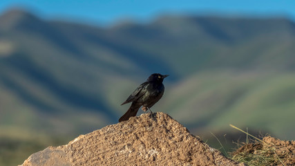 Pano Bird perched on top of a damaged road against blurred mountain and blue sky