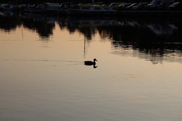 duck on still water