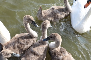 family of swans