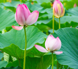pink lotus flower in garden. pink lotus on a green background. blooming lotuses. delicate pink flowers
