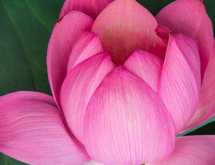 pink lotus flower in garden. pink lotus on a green background. blooming lotuses. delicate pink flowers