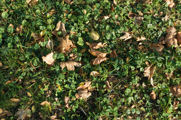 Dark green foliage covered with fallen leaves in October