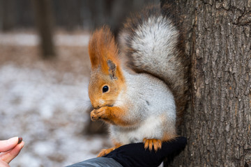 The fluffy wild squirrel from the city park in winter sits on his hand and eats pine nuts and she is given more